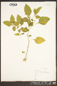 Solanum americanum image