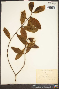 Sonneratia caseolaris image