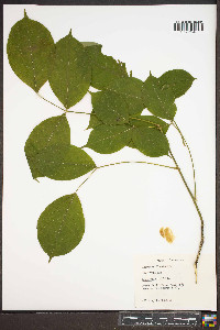 Staphylea trifolia image