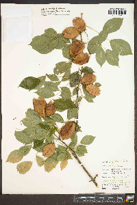 Staphylea trifolia image