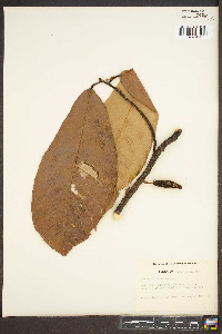 Theobroma cacao image