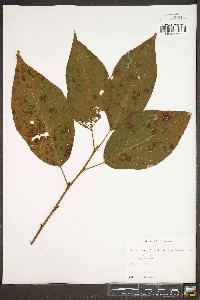 Halesia carolina image