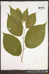 Halesia carolina image