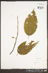 Halesia carolina image