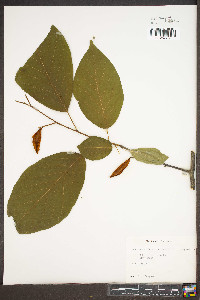 Halesia carolina image