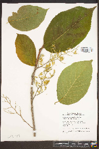 Pterostyrax corymbosus image