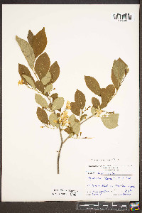 Styrax americanus var. americanus image