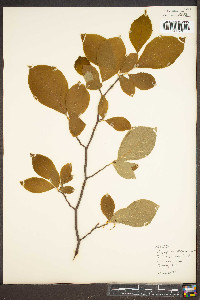 Styrax grandifolius image