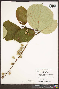 Styrax obassia image