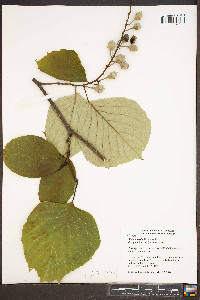 Styrax obassia image