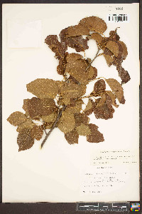 Styrax platanifolius image