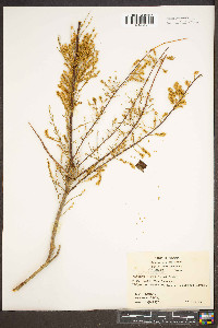 Tamarix chinensis image