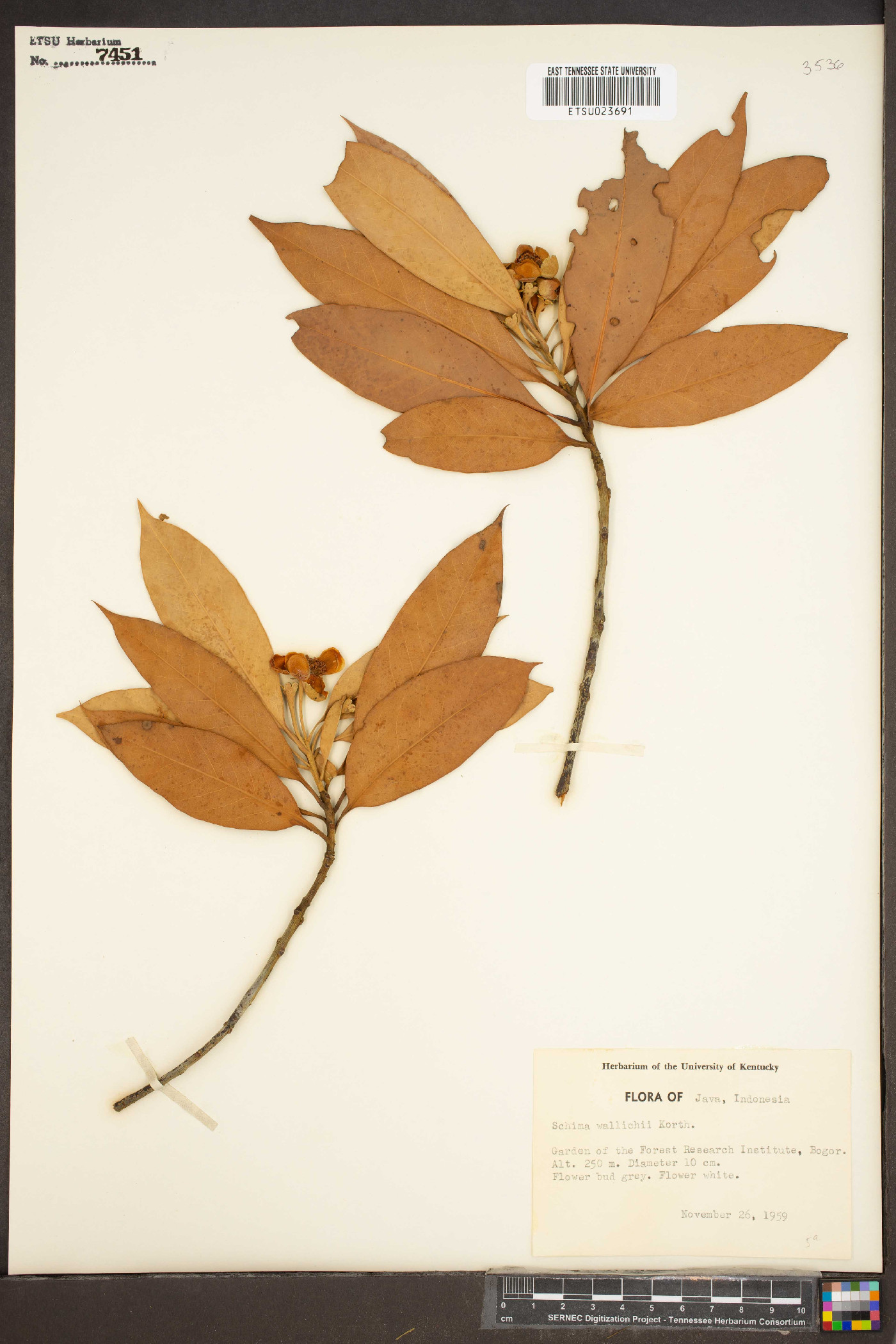 Schima image