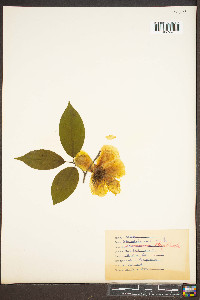 Stewartia ovata image