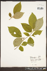 Stewartia ovata image