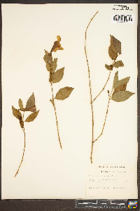 Thunbergia erecta image