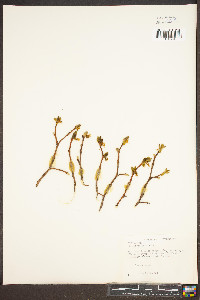 Dirca palustris image