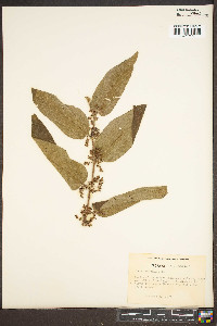 Trema orientalis image