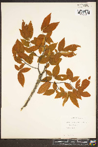 Ulmus alata image