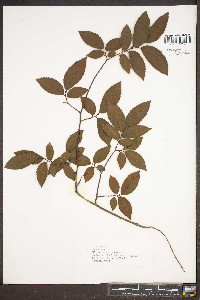 Ulmus alata image