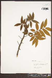 Ulmus alata image