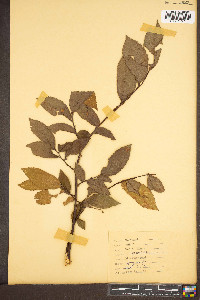 Ulmus alata image