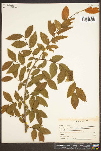 Ulmus alata image