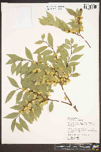 Ulmus parvifolia image