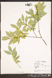 Ulmus parvifolia image