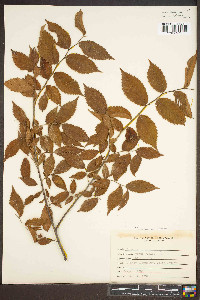 Ulmus procera image