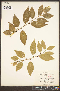 Ulmus pumila image