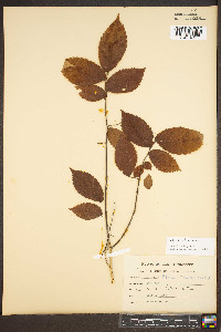 Ulmus thomasii image