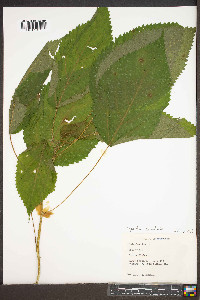 Laportea canadensis image