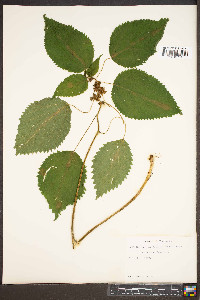 Laportea canadensis image