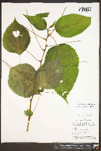 Laportea canadensis image