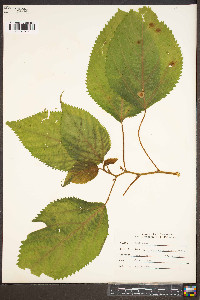 Laportea canadensis image