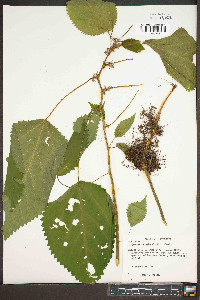 Laportea canadensis image