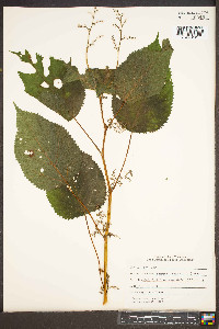 Laportea canadensis image