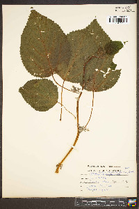 Laportea canadensis image