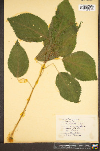 Laportea canadensis image