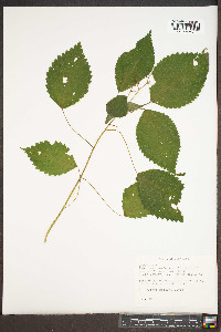 Laportea canadensis image