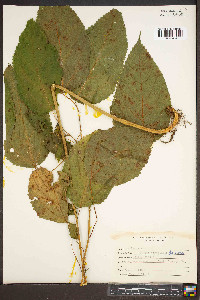 Laportea canadensis image