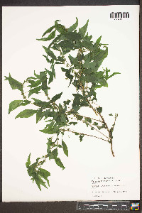 Parietaria pensylvanica image