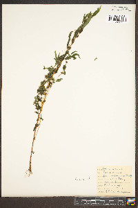 Parietaria pensylvanica image