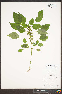 Pilea pumila image