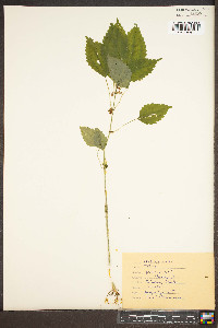 Pilea pumila image