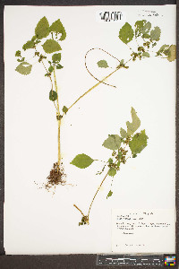 Pilea pumila image