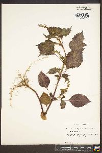 Urtica dioica image