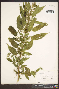 Urtica dioica image