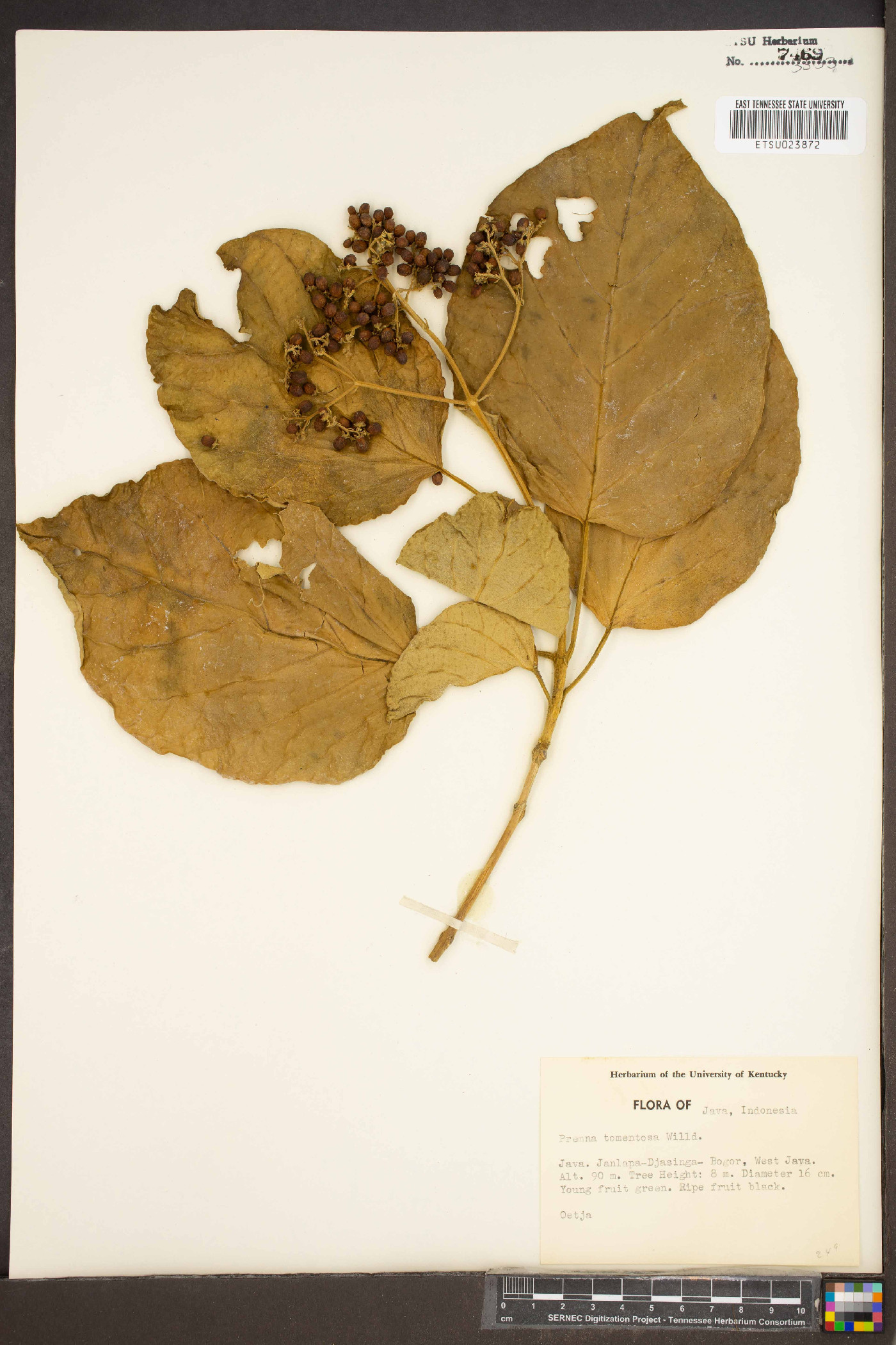 Premna tomentosa image
